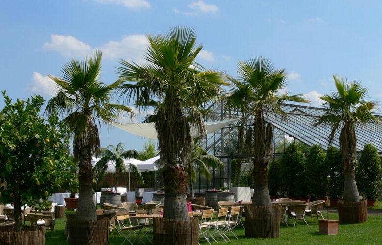karibik-location-mit-palmen